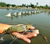 Business Opportunities into fishing industry the