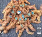 Black turmeric