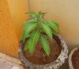 Two Mango Plants for Free. Ph:99663Two9994