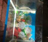 Aquarium fish