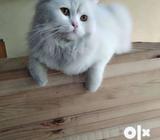 White Persian male cat Triple fur coat only rs 12000