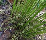 Cardamom plations sale at IDUKKI, KERALA