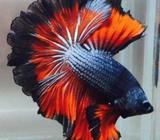 Betta fishes for sale