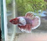 Bettas Avaialble in Whole Sale Red, Blue, Dumbo