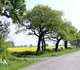 Nice land just at the pucca roadside measuring