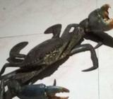 Interested to supply Goan fresh crab meat in