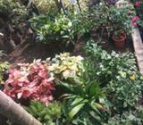 Garden setting and Landscaping At One stop shop