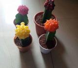 Moon cactus