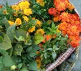 Red And Green Petaled Flowers