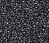 Black gram உளுந்து rs.65/kg pure