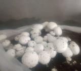 Fresh button mushroom