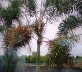 Live Plants